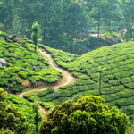 History of Tea in India – Origins, Cultivation, and Cultural Infusion