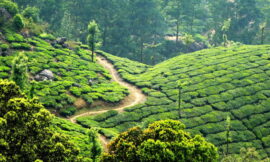 History of Tea in India – Origins, Cultivation, and Cultural Infusion