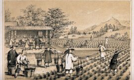 The Ancient Elixir: Unraveling the History and Influence of Tea in China