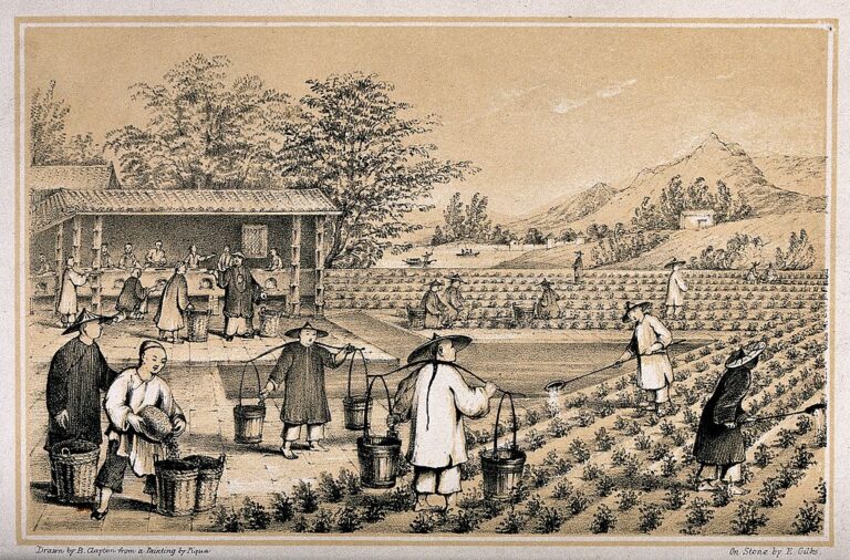 Read more about the article The Ancient Elixir: Unraveling the History and Influence of Tea in China