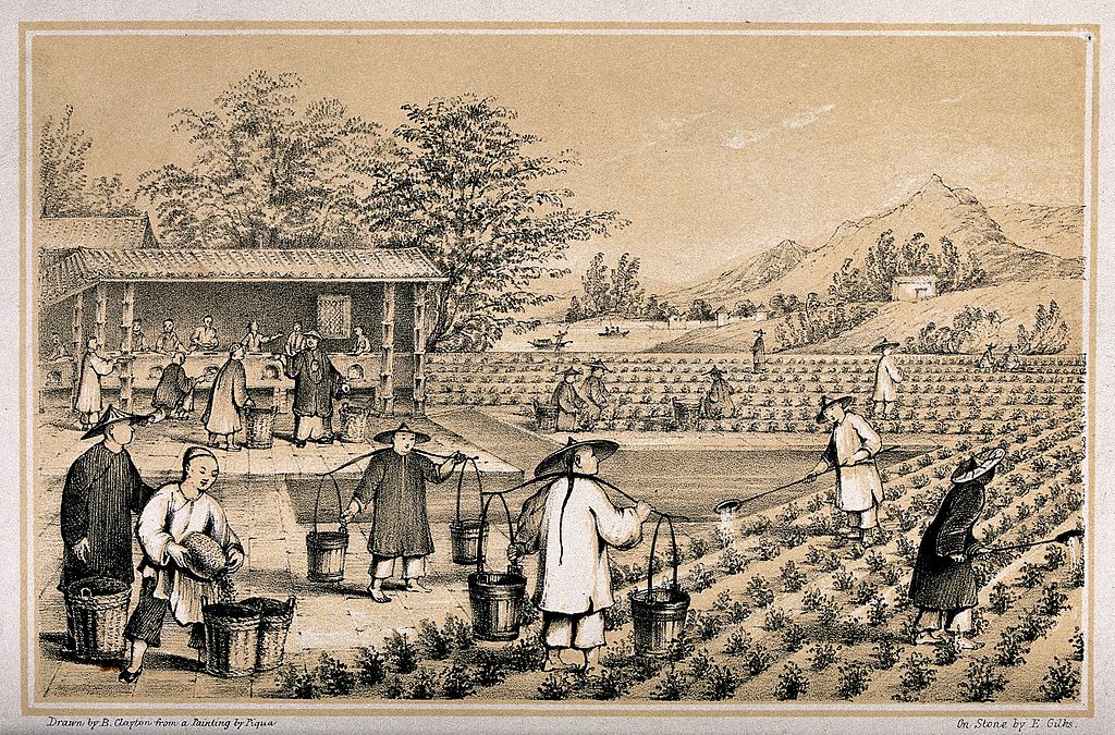 A Chinese tea plantation