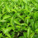 10 Major Health Benefits of Tea