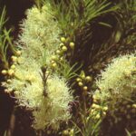 Does tea tree oil come from tea tree?