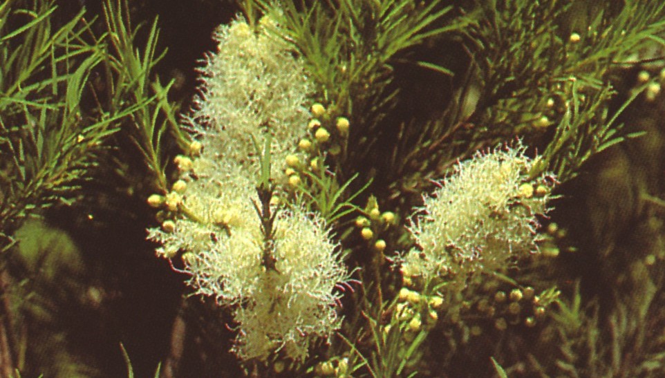 Melaleuca Alternifolia tree | Tea Tree oil Plant