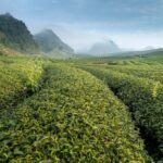 Journey of Tea: From Discovery to Spreading Globally