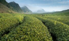 Top 10 Tea Producing Countries