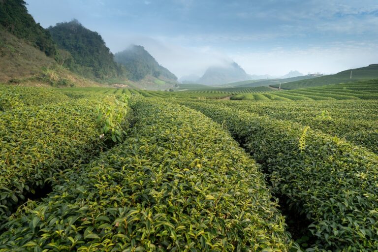 Read more about the article Top 10 Tea Producing Countries