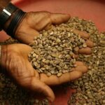 Excelsa Coffee: An Underutilized Gem with Great Potential