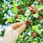 Top 10 coffee-producing countries in the world